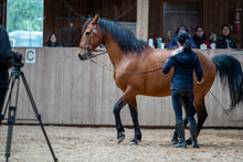 Laden Sie das Bild in den Galerie-Viewer, 🐎🥳 TAGESTICKET Zuseherplatz LIVE-Pferdetrainings-Intensivtage 2026 🐴✨