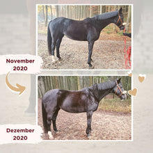 Laden Sie das Bild in den Galerie-Viewer, 🐎 ✨ Freizeitreiter-Online-Akademie 3.0: SELBSTLERN-Edition