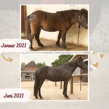 Laden Sie das Bild in den Galerie-Viewer, 🐎 ✨ Freizeitreiter-Online-Akademie 3.0: SELBSTLERN-Edition