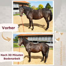 Laden Sie das Bild in den Galerie-Viewer, 🐎 ✨ Freizeitreiter-Online-Akademie 3.0: SELBSTLERN-Edition