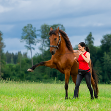 Laden Sie das Bild in den Galerie-Viewer, Handy-/Ausreit- und Leckerli-Bauchtasche