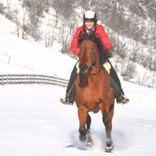 Laden Sie das Bild in den Galerie-Viewer, Grandeur, Modell Tomentum Dressur