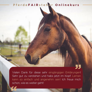 🐎 Special-Angebot: PferdeFAIRsteher Onlinekurs 2.0 😍