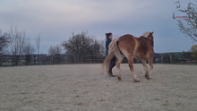 Laden und Abspielen von Videos im Galerie-Viewer, ⭐ADVANCED 3.0 - Treue-Edition 2025/2026 🐎

