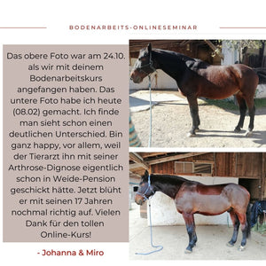 Gesundheitsförderndes Bodenarbeits-Onlineseminar: JUBILÄUMS-Edition - Dein ganzheitliches Videoseminar