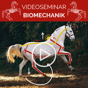 Videoseminar: Biomechanik - Essentielles Wissen & wichtige Praxistipps