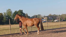 Laden und Abspielen von Videos im Galerie-Viewer, ⭐ADVANCED 3.0 - Treue-Edition 2025/2026 🐎
